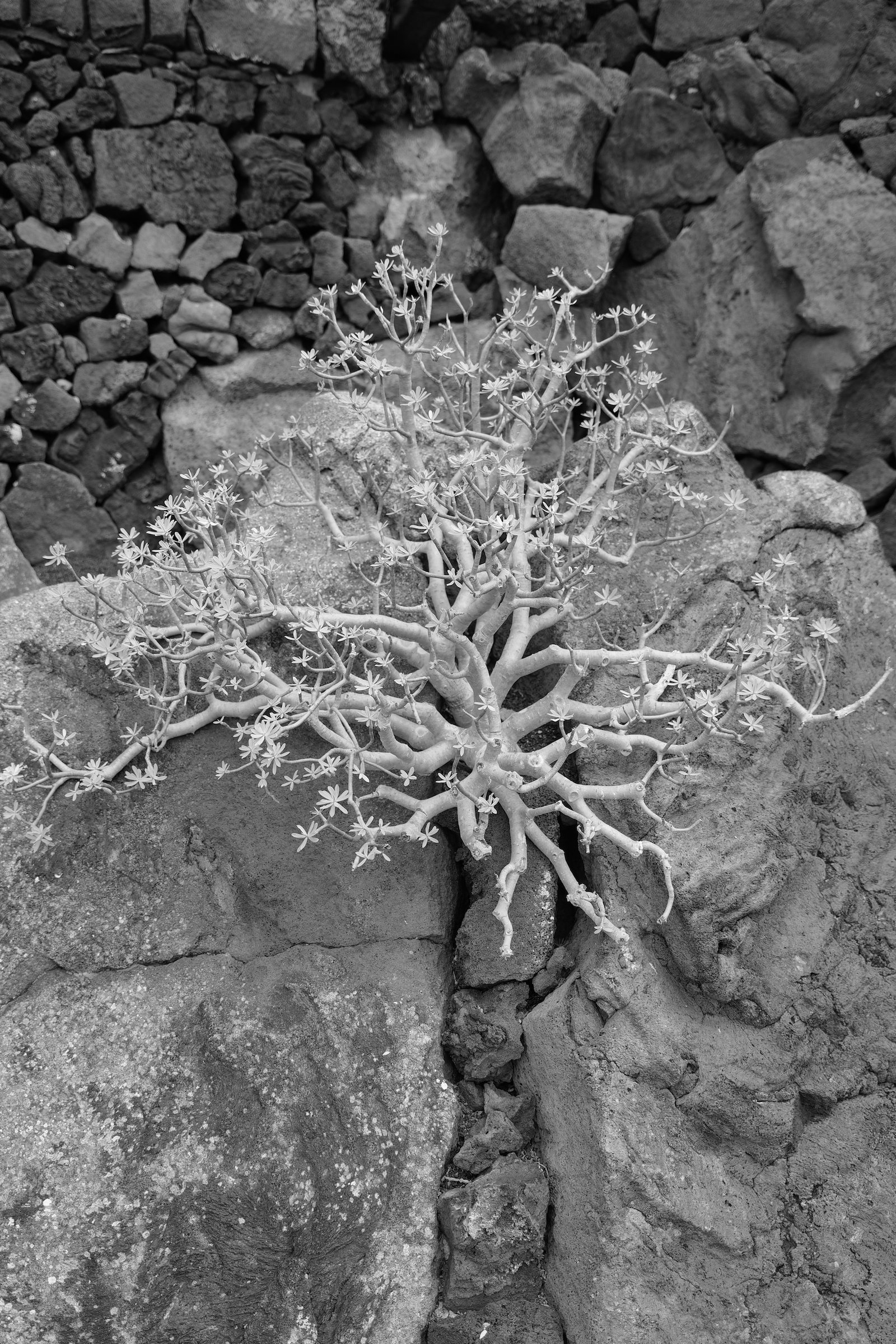 Arbre sur la roche